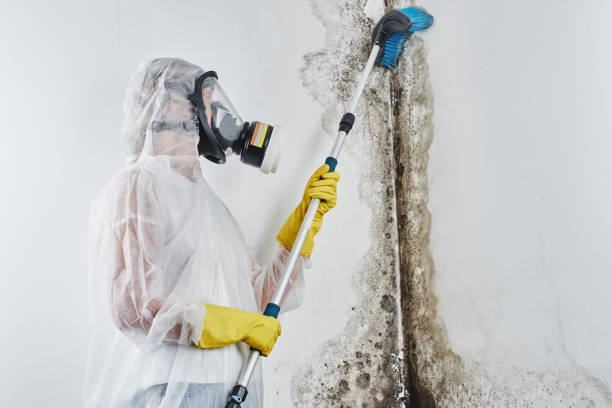 Crawl Space Mold Removal in Willoughby Hills, OH