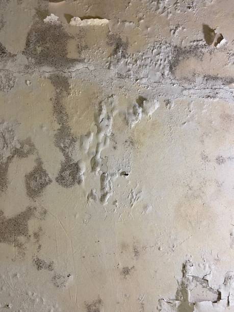 Best Mold Damage Repair  in Willoughby Hills, OH