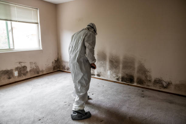 Best Toxic Mold Removal  in Willoughby Hills, OH