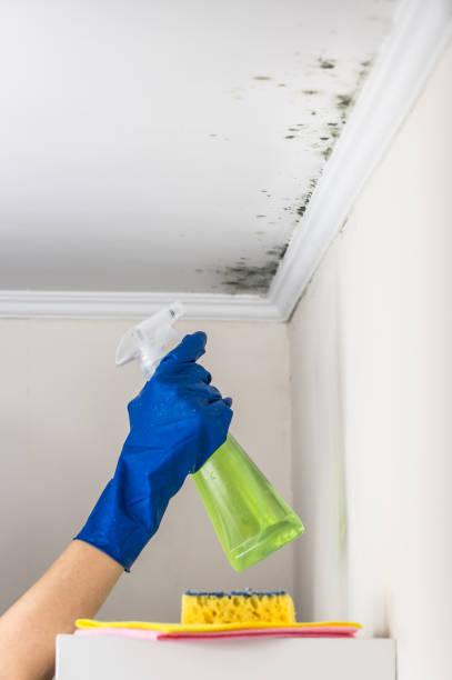 Best Commercial Mold Removal  in Willoughby Hills, OH