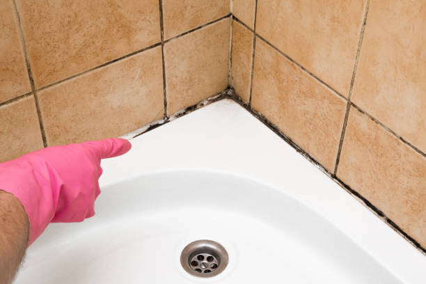 Best Attic Mold Removal  in Willoughby Hills, OH